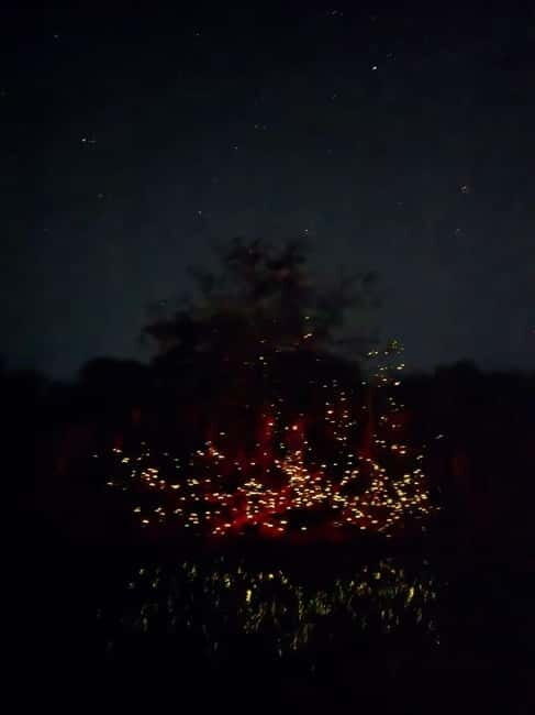 Puerto Princesa: Firefly Watching Tour with Dinner - What Works Well