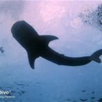 Puerto Princesa: Guided Diving Tour with Snacks - Practical Tips for Your Diving Day