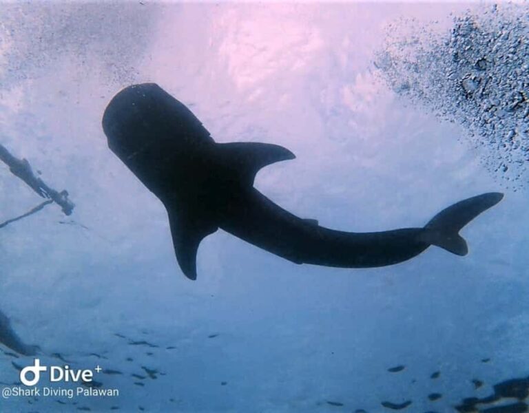 Puerto Princesa: Guided Diving Tour with Snacks - Practical Tips for Your Diving Day