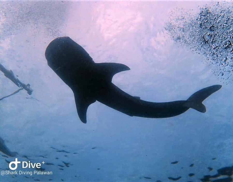 Puerto Princesa: Guided Diving Tour with Snacks - Practical Tips for Your Diving Day