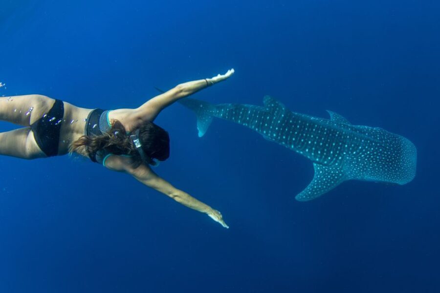 Puerto Princesa: Swim with Whale Sharks Boat Cruise - Practical Tips for Your Trip