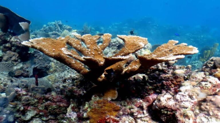 Punta Cana: Catalina Island Snorkeling Tour with Lunch - Snorkeling at "The Wall" and "The Aquarium"