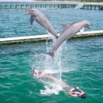 Punta Cana: Dolphin Explorer Swims and Interactions - Final Thoughts