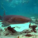 Punta Cana: Marinarium Snorkeling Cruise - Analyzing the Value & Practical Aspects