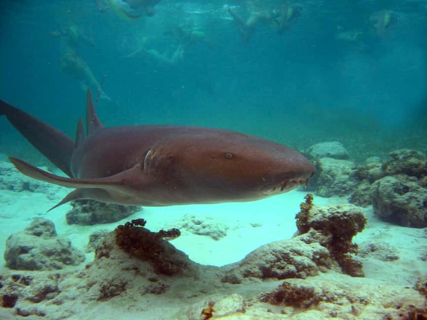 Punta Cana: Marinarium Snorkeling Cruise - Analyzing the Value & Practical Aspects