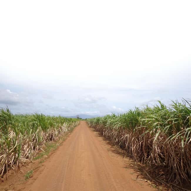 Punta Cana: Private SugarCane Fields Buggy or Quad Adventure - Comparing Similar Experiences