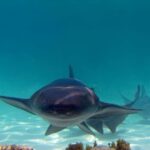 Punta Cana: Reef Explorer Access w/ Sharks & Stingrays Swim - The Itinerary in Detail