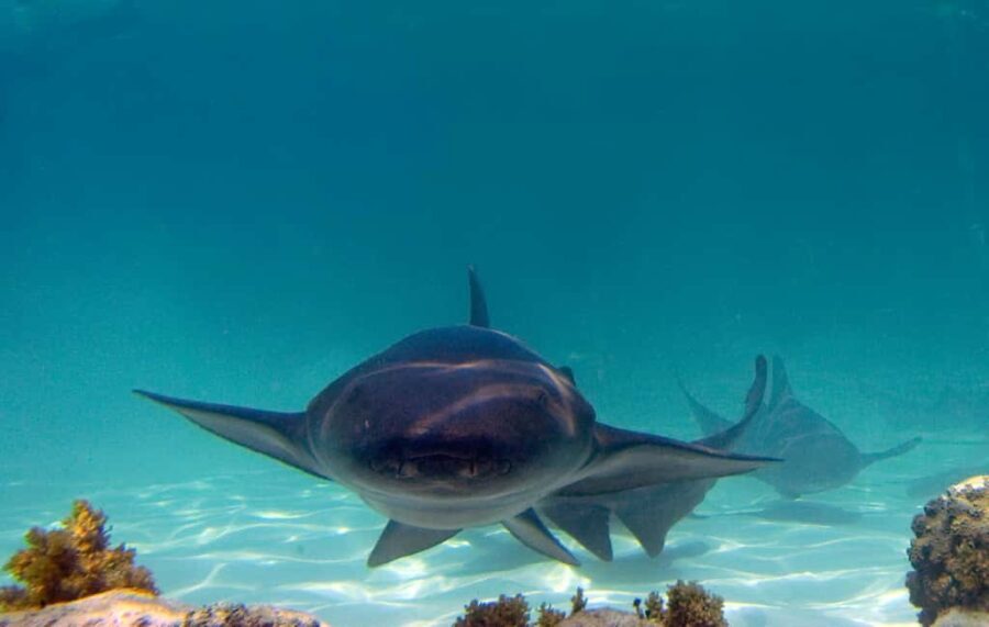 Punta Cana: Reef Explorer Access w/ Sharks & Stingrays Swim - The Itinerary in Detail