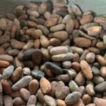 Punta Cana Safari Tour - Who Will Love This Tour?