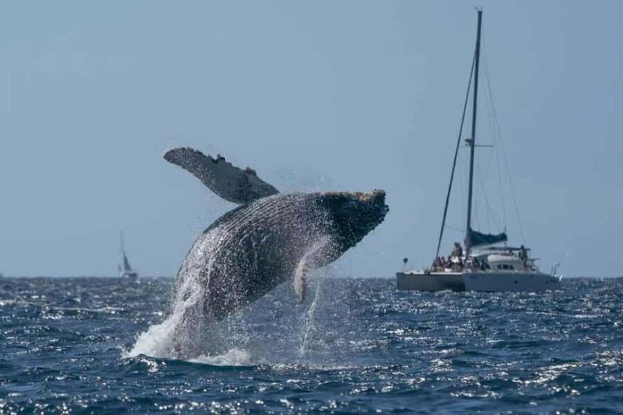 Punta Cana: Samaná Whale Watching and El Limón Day Tour - Exploring the Itinerary: What to Expect