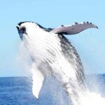 Punta Cana: Samana Whale Watching, Cayo Levantado & Lunch - Transportation & Overall Value