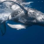 Punta Cana: Samana Whale Watching Cruise - Who Should Book This Tour?