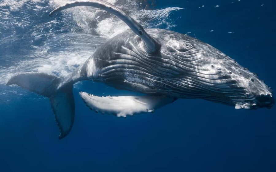 Punta Cana: Samana Whale Watching Cruise - Who Should Book This Tour?