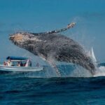 Punta Cana: Whale Watching and Bacardi Island Day Trip - Transportation and Group Size