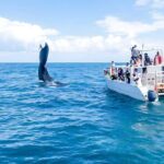 Punta Cana Whale Watching and Bacardi Island Day Trip - Who Should Consider This Tour?