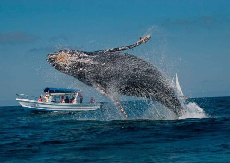 Punta Cana: Whale Watching and Bacardi Island Day Trip - Transportation and Group Size