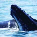 Punta Cana: Whale Watching, Cayo Levantado & Waterfall - What Makes This Tour Stand Out