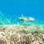 Pusuk Monkey Forest Lombok, Ghost Villa,and the Three Gilis - Practical Details & What You Need to Know