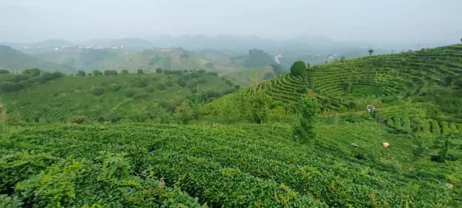 Qixianfeng Tea Plantation Tour in Yangshuo - Who Is This Tour Best For?