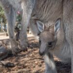 Quad Biking, Koalas and Kangaroos - Private Tour - What Makes This Tour Stand Out?