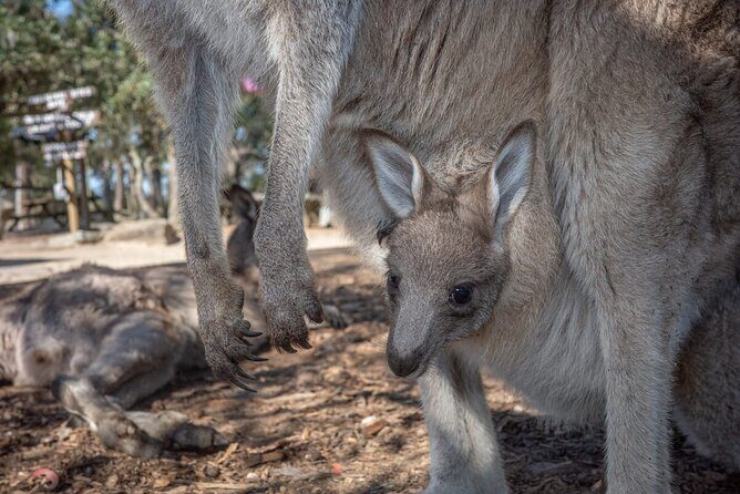 Quad Biking, Koalas and Kangaroos - Private Tour - What Makes This Tour Stand Out?