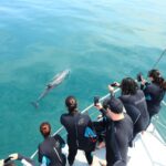 Queenscliff Harbour: 3.5hr Seal & Dolphin Snorkelling Tour - What to Expect on the Tour