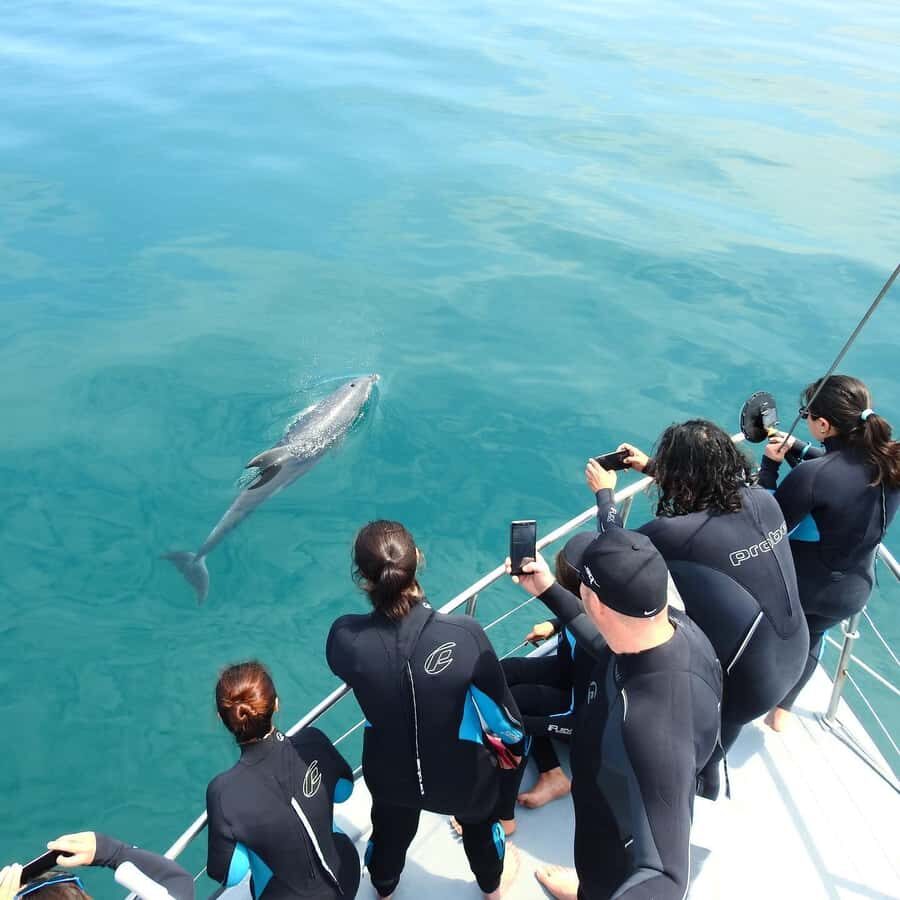 Queenscliff Harbour: 3.5hr Seal & Dolphin Snorkelling Tour - What to Expect on the Tour