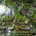 Rain forest and Bird watching - The Practical Side: Booking & Considerations