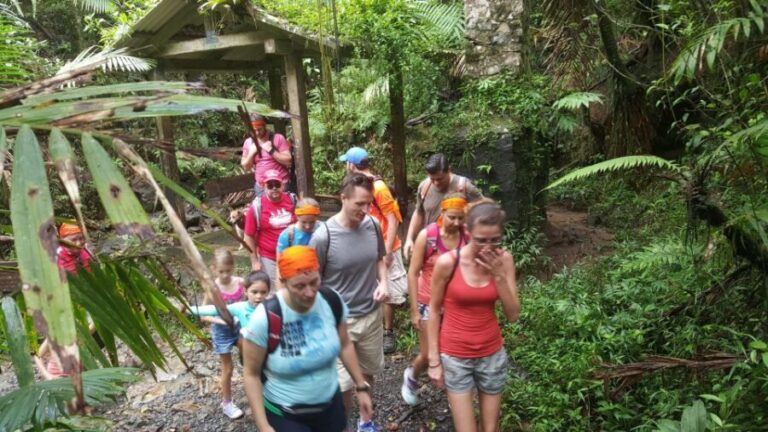 Rainforest Adventure - The Experience: What Makes This Tour Stand Out