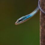 Rainforest Camping in Kudremukh National Park - Day-by-Day Breakdown