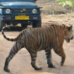 Ranthambore Day Trip from Jaipur with Tiger Safari - The Sum Up