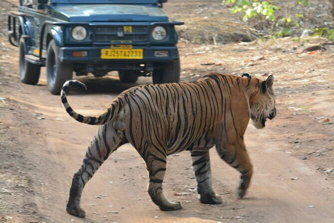 Ranthambore Day Trip from Jaipur with Tiger Safari - What Youll See During the Safari