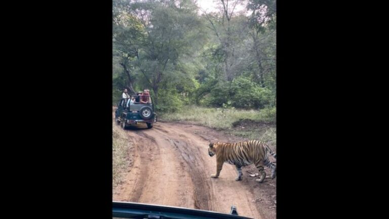 Ranthambore Jungle Safari Trip from Jaipur by Car and Ticket - A Practical Guide to the Ranthambore Safari from Jaipur