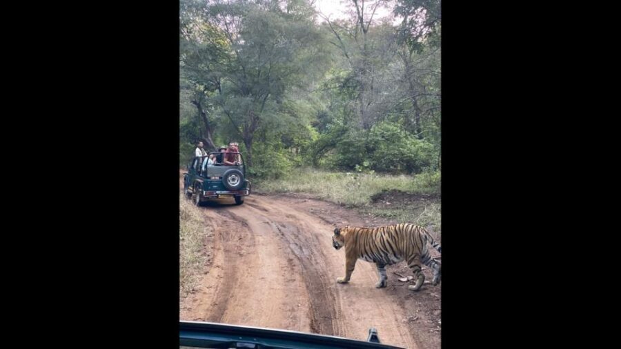 Ranthambore Jungle Safari Trip from Jaipur by Car and Ticket - A Practical Guide to the Ranthambore Safari from Jaipur