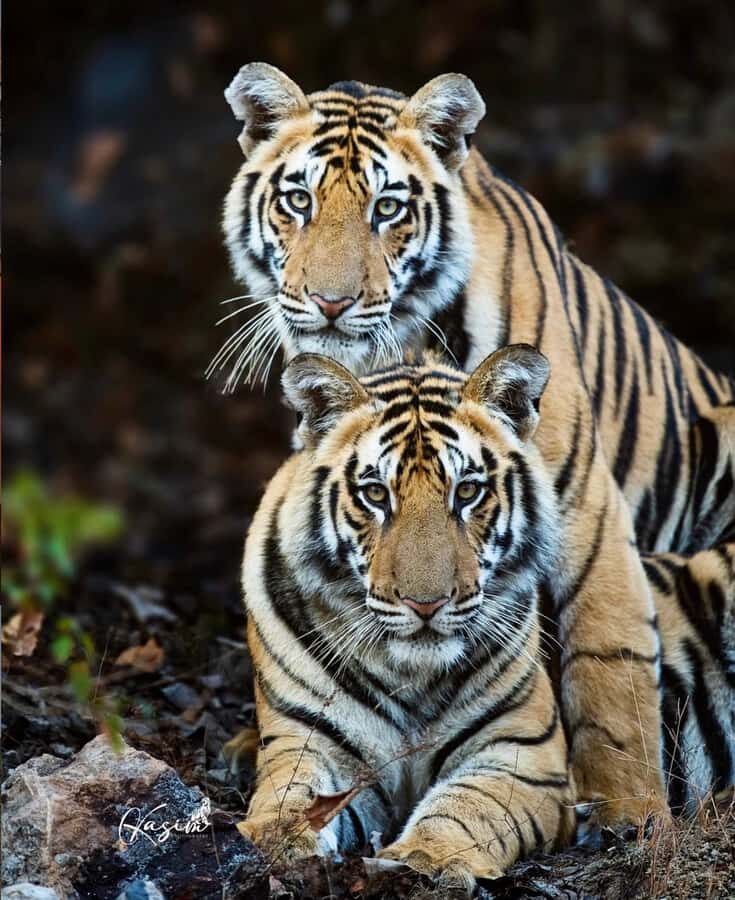 Ranthambore National Park: private gypsy Safari with Guide - The Value of a Private Safari