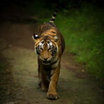 Ranthambore National Park: Safari Ticket with Pickup Option - Authentic Encounters & Practical Tips