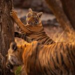 Ranthambore National Park : Wildlife Safari - The Experience Provider and Booking Flexibility