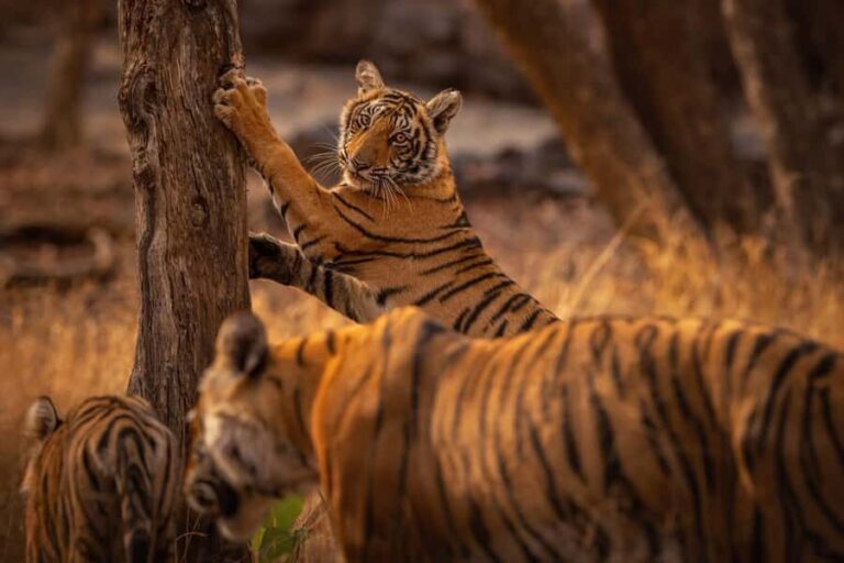 Ranthambore National Park : Wildlife Safari - The Experience Provider and Booking Flexibility