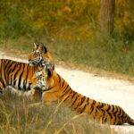 Ranthambore Official Guided Tiger Safari in Sharing Canter - Logistics and Practicalities