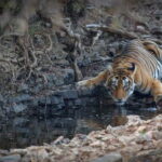 Ranthambore: Shared Tiger Safari in Canter or Gypsy - What to Expect on the Safari