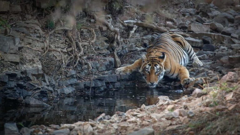 Ranthambore: Shared Tiger Safari in Canter or Gypsy - What to Expect on the Safari