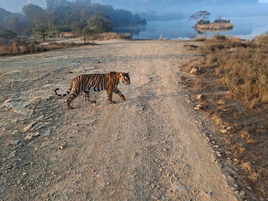 Ranthambore Tiger Reserve: jeep & canter Safari booking now - Detailed Breakdown of the Safari Experience
