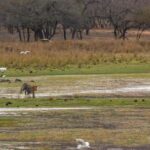 Ranthambore Tiger Safari in Gypsy/Canter  Shared Tour - The Safari Itinerary and What to Expect