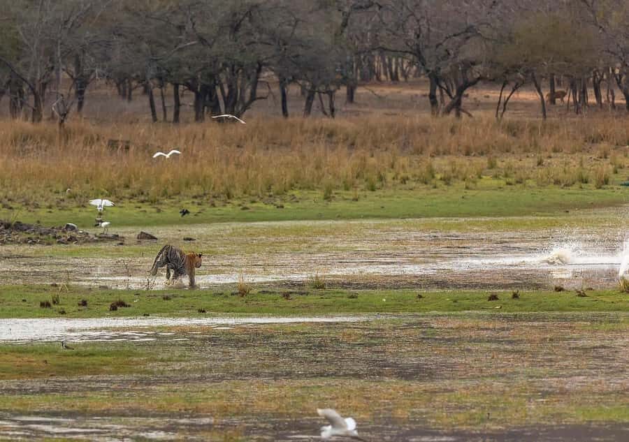 Ranthambore Tiger Safari in Gypsy/Canter  Shared Tour - The Safari Itinerary and What to Expect