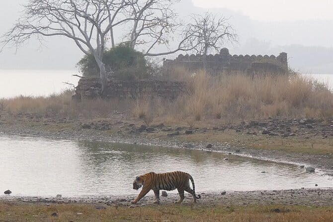 Ranthambore Tiger Safari Private Same Day Trip from Jaipur - Final Thoughts on the Tour