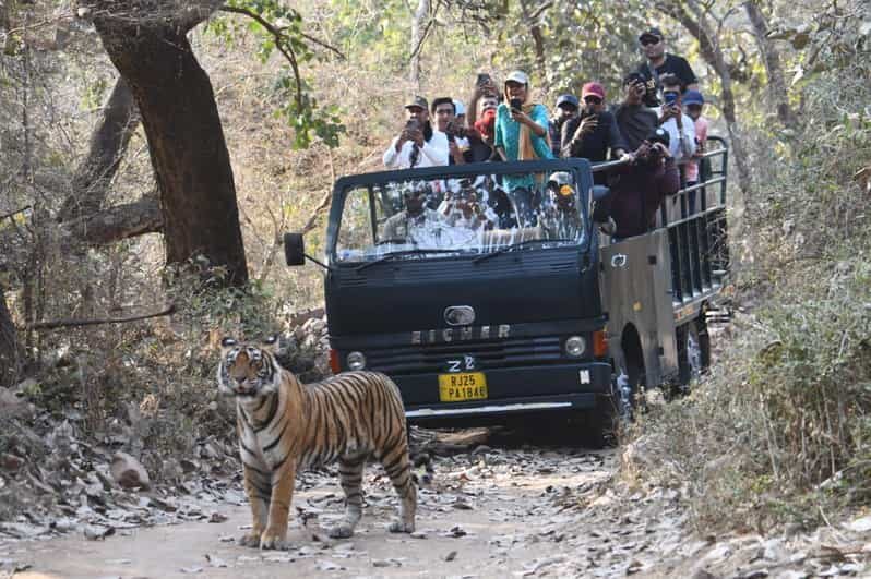 Ranthambore : Tiger Safari Tour in Canter - What Makes This Safari Special?  