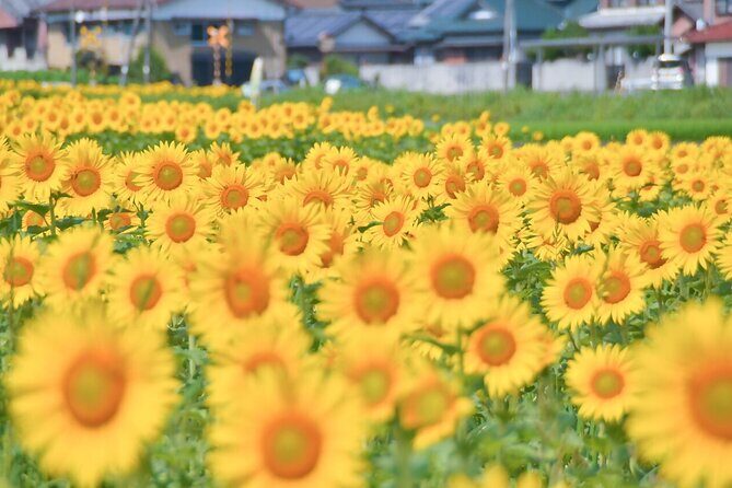 Rent a bike Let's go see the sunflowers in Mannou Town with an electrically assisted e-bike!Introducing Recommendation routes for sunflower producers. - Who Would Love This Tour?
