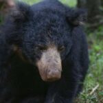 Responsible Wilpattu National Park Jeep Safari from Colombo - Exploring Wilpattu National Park: What You Can Expect