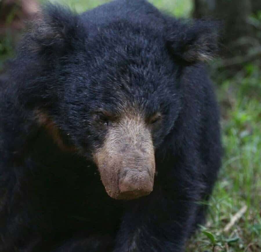 Responsible Wilpattu National Park Jeep Safari from Colombo - Practical Details and What You Should Know
