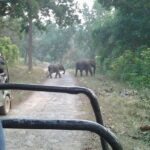 Rishikesh: Open Jeep Safari in Chilla Range, Rajaji National Park - Additional Insights from Reviews